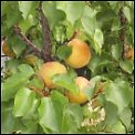 certified organic fruit