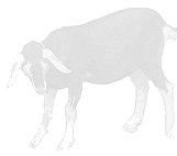 Watts Gully British Alpine Goat Stud