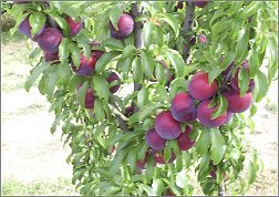 Black Amber Plums
