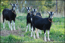 British Alpine Goats