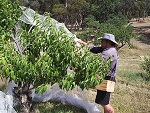 Dave netting trees
