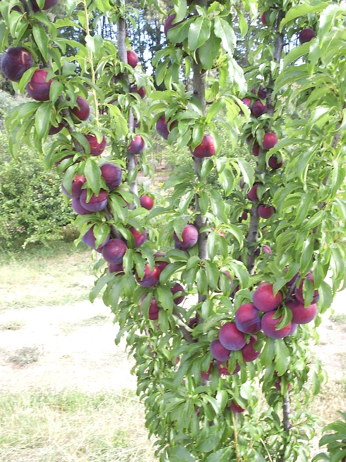 O'Reilly's Orchard Photo Gallery