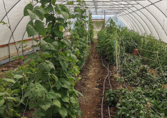 Greenhouse Growing