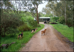 Canine Helpers