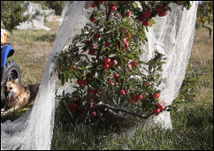 Fruit Trees:)